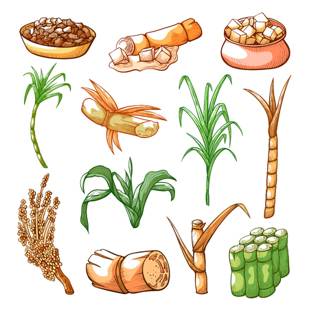 Sugar sweet cane farming and industry hand drawn set. Tropical grass, tall thick stems sugar can be got. Vector illustration on white backgroundのイラスト素材
