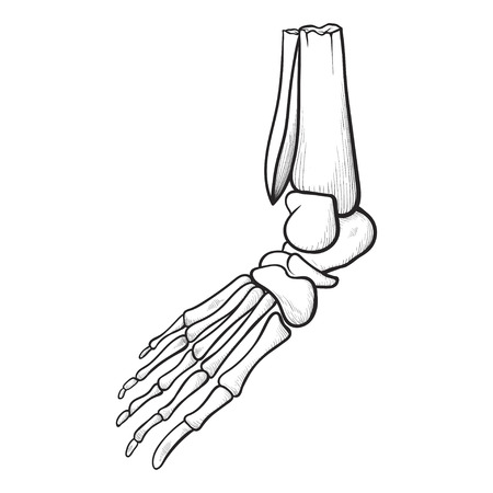 Human foot skeleton icon, line art anatomy drawing. Part of the leg of a human being below the ankle join. Vector illustrationのイラスト素材
