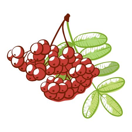 Rowan berries bunch icon, natural and botanical decoration. Vector flat style cartoon illustration isolated on white backgroundのイラスト素材