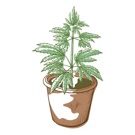 Cannabis plant in a pot, drug and medicine icon. Narcotic or treatment symbol. Vector line art illustration isolated on white backgroundのイラスト素材
