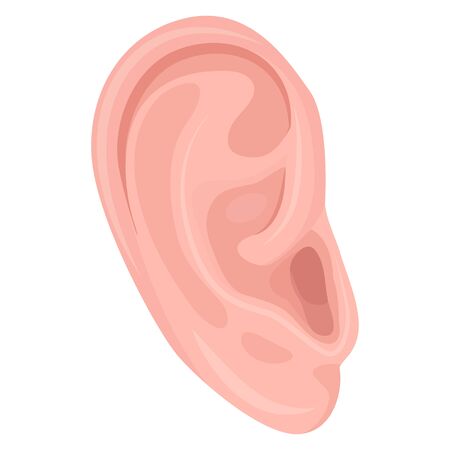 Human ear, body part flat vector illustration. External auditory organ closeup isolated on white background. Healthy pink skin of human sensory organ. Concha and ear lobe anatomy drawing.のイラスト素材
