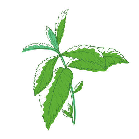 Mint bush, aromatic plant and culinary herbのイラスト素材