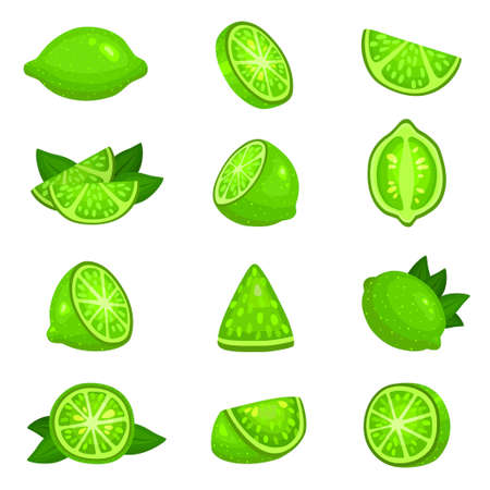 Lime whole, half, segments, slice, leaves set. Citrus fruits green round juicy.のイラスト素材