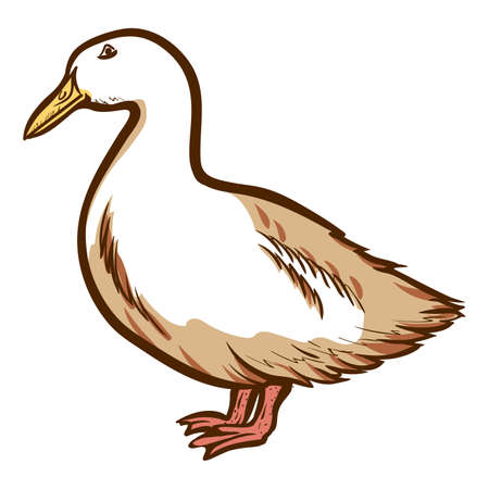 Duck hand drawn icon. Waterbird. Domestic bird. Barnyard fowl. Poultry farm.のイラスト素材