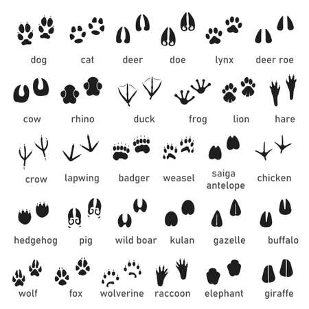Animal footprint track collection, black imprint setのイラスト素材