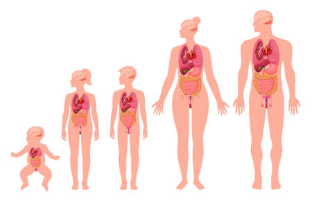Human development of internal organ with age scheme vector flat illustrationのイラスト素材