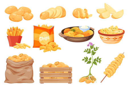 Collection potato and products from it vector illustration. Chips, french fries, boiled, whole rootのイラスト素材