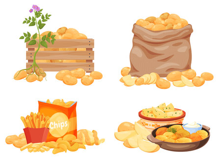 Potato products set vector flat illustration. Chips, boiled, baked, french fries, whole, slice, halfのイラスト素材