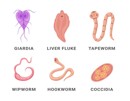 Human intestinal parasites set infographic scheme names vector flat medical internal infectionのイラスト素材