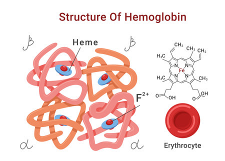 Hemoglobin molecule structure medical education scheme with names poster isometric vectorのイラスト素材