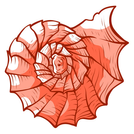 Seashell coral nautical wild exotic natural animal marine scallop engraved hand drawn vectorのイラスト素材