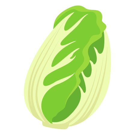 Green Chinese cabbage natural fresh vegetable raw vitamin edible plant vector flat illustrationのイラスト素材