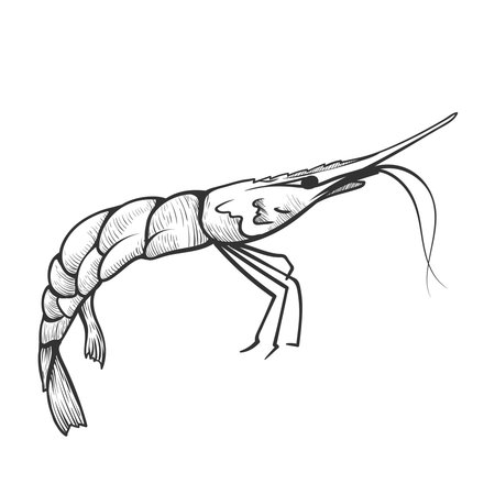 Vector illustration of a shrimp showing intricate details and natural form in a minimalist style for nautical themed projects.のイラスト素材