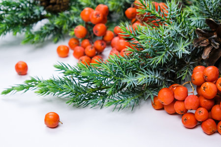 Rowanberry, Red Berries, Spruce Branches. Christmas and New Year's Decor. Bright Natural Holiday...