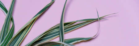 Green Long Leaves On The Pastel Pink Background Top View Trend Colors Flat Lay Minimal Style Copy Spaceの写真素材