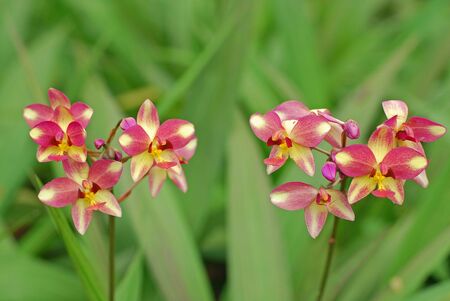 Orchid Flowersの写真素材