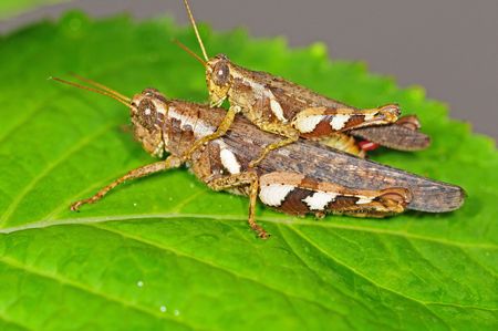Mating Grasshopperの写真素材