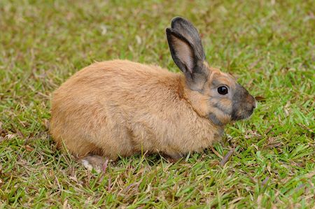 Brown Rabbit In The Fieldの写真素材