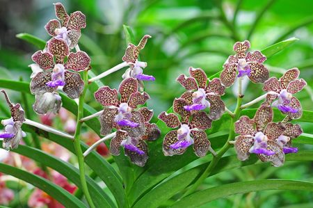 Orchid Flowersの写真素材