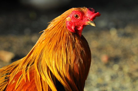Portrait Of A Rooster