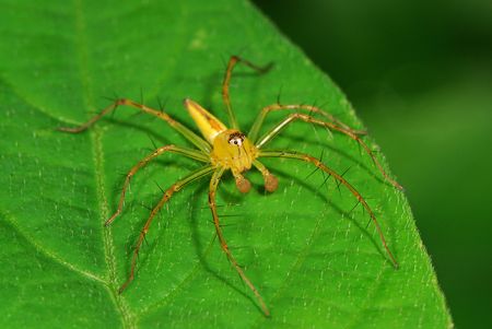 Lynx Spiderの写真素材