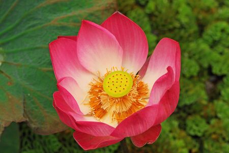 Lotus Flowerの写真素材