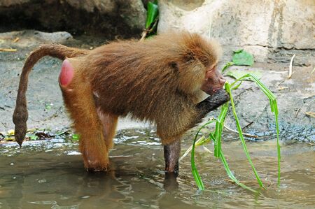 Baboonの写真素材