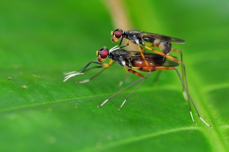Mating Fliesの写真素材