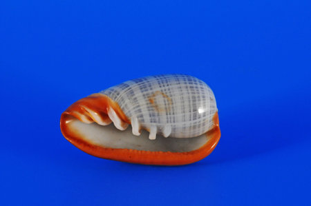Seashell
