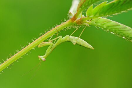 Small Mantisの写真素材
