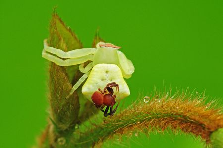 A Pair Of Mating Crab spidersの写真素材