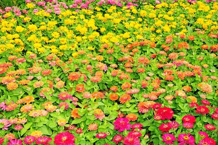 A Bed Of Colorful Flowersの写真素材