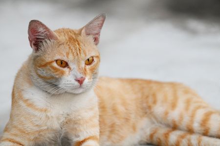 Catの写真素材