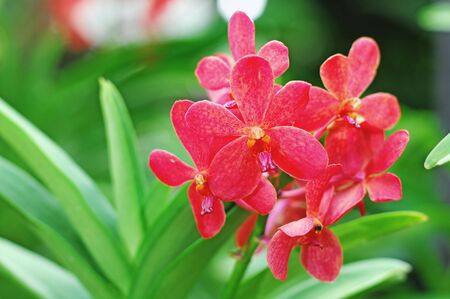 Orchid Flowersの写真素材