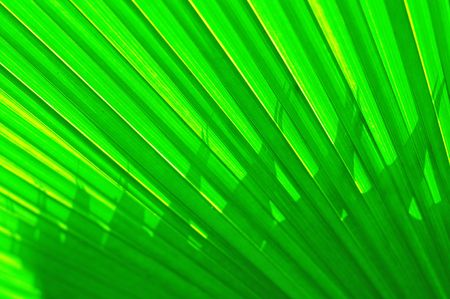 Shadow On A Leafの写真素材