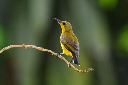 Sun-bird On A perchの写真素材