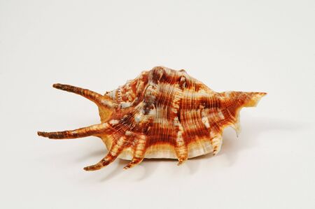 Seashellの写真素材