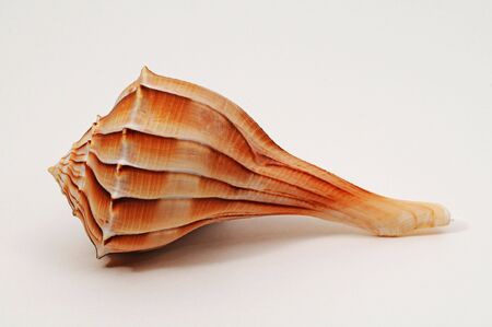 seashellの写真素材