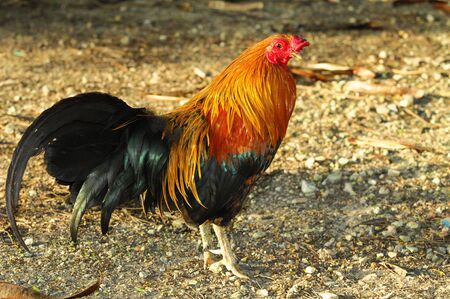 Roosterの写真素材