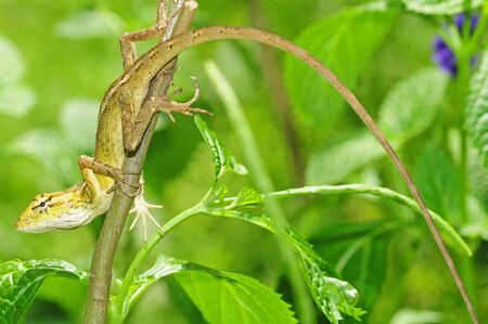 Green Garden Lizardの写真素材