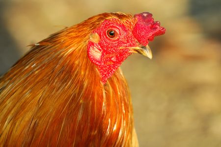 Portrait Of A Roosterの写真素材