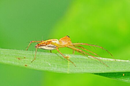Lynx Spiderの写真素材