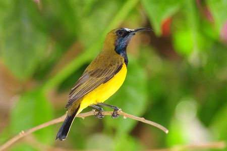 Sun-bird on A Twigの写真素材