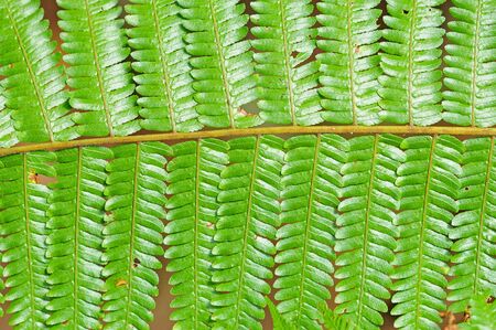 Fern Leavesの写真素材