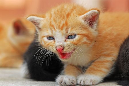 Kittenの写真素材