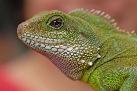Portrait Of Tree Lizardの写真素材