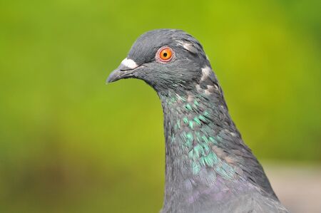 Pigeon Closeupの写真素材