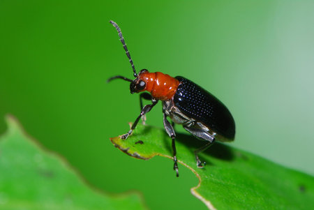 Beetle
