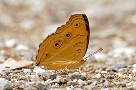 Butterflyの写真素材