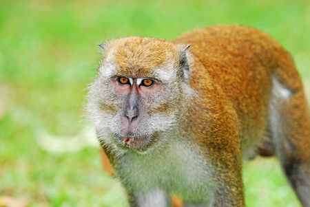 Monkeyの写真素材